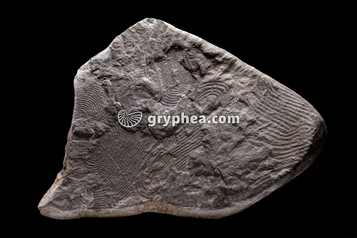 Traces d'Helmintoïdes dans un schiste - gryphea.org